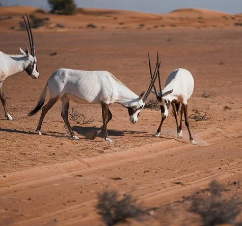 Evening Desert Safari in Dubai, , medium